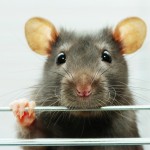 Seizure detector treats epilepsy in rats