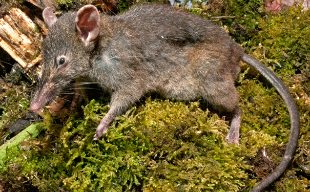 shrew-rat