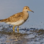 Choosy females attracted to sleep deprived male sandpipers