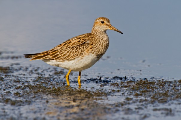 Male sandpiper