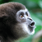 The Primate of the Opera