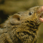 The singing lab mouse