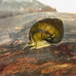 Tiny snail believed extinct is rediscovered