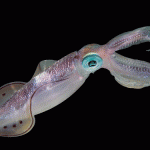 Dancing chromatophores