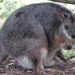 Selective imprinting: how the wallaby controls the growth of its young