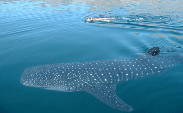 whaleshark-Brad-Norman1