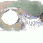 Google Earth inspires cell biologists