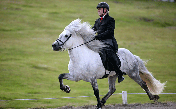 Icelandic-horse-and-rider