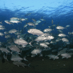 Can Australia’s shores cope with a super trawler?