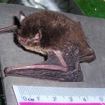 New bat species found in Malaysia