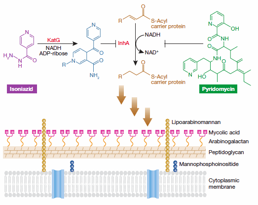Pyridomycin mechanism