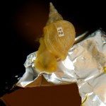 Snails improved their memory after “eating” chocolate