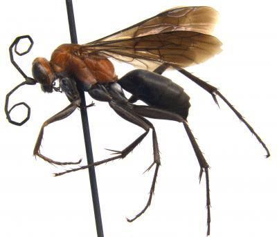 Spider-hunting-wasp