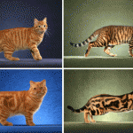 How the cheetah gets its spots