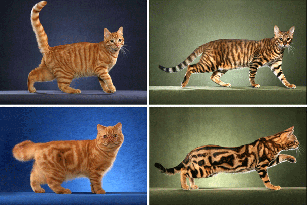 cat-mutation