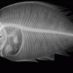 A radiographer’s view of animals