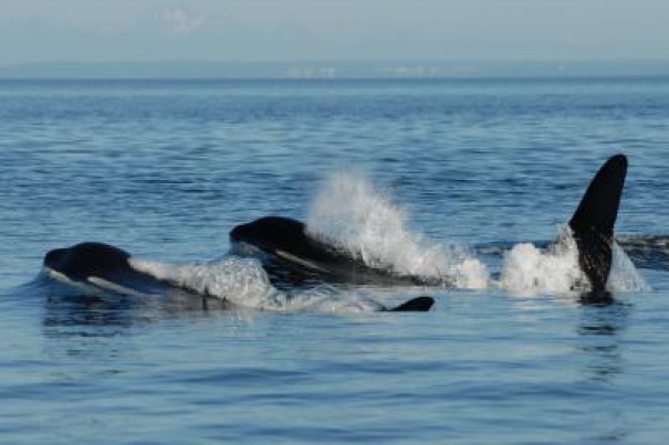 killer whale menopause