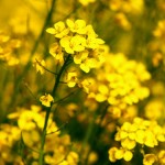 Nature’s spicy insect repellent