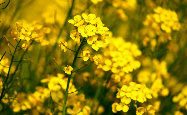 Mustard plant