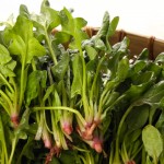 Spinach power could provide electricity