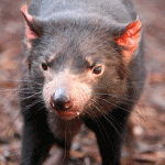 Deadly devil disease is here to stay