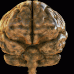 Scientists find trigger for epileptic seizures