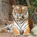 Tigers on the brink of extinction