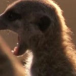 Meerkat Magic
