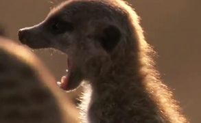 meerkat