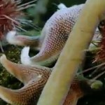 Timelapse of swarming monster worms and sea stars 