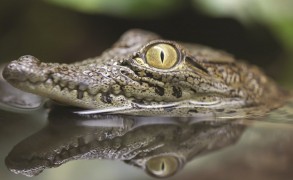 croc-lurking