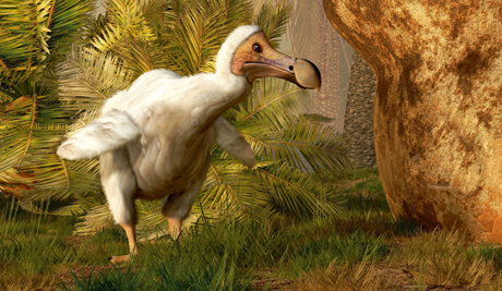 Dodo DNA discovery could lead to revival of extinct bird