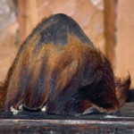 Yeti scalp actually belongs to extinct bear
