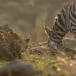 Leopard v Zebra