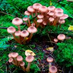 World’s heaviest organism living underground in the US