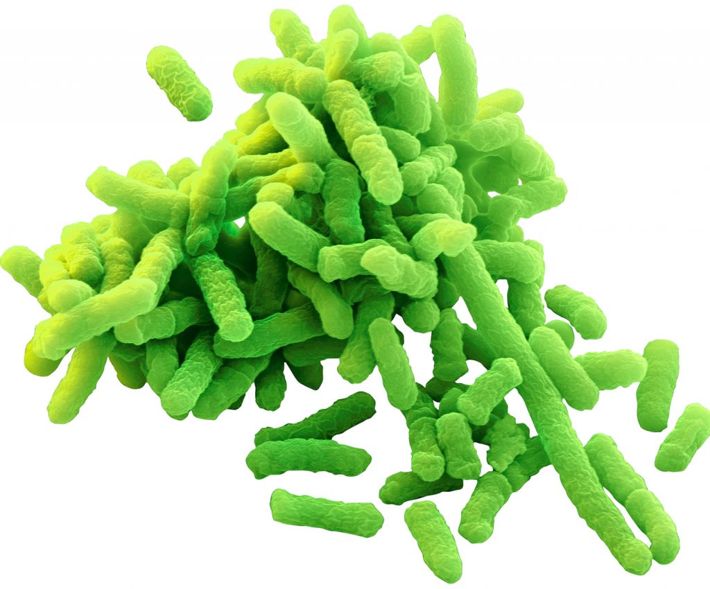 Gut bugs make your drunk