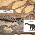 Giant Camarasaurus dinosaurs had beaks