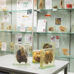 UNSW Sydney launches virtual Museum of Human Disease