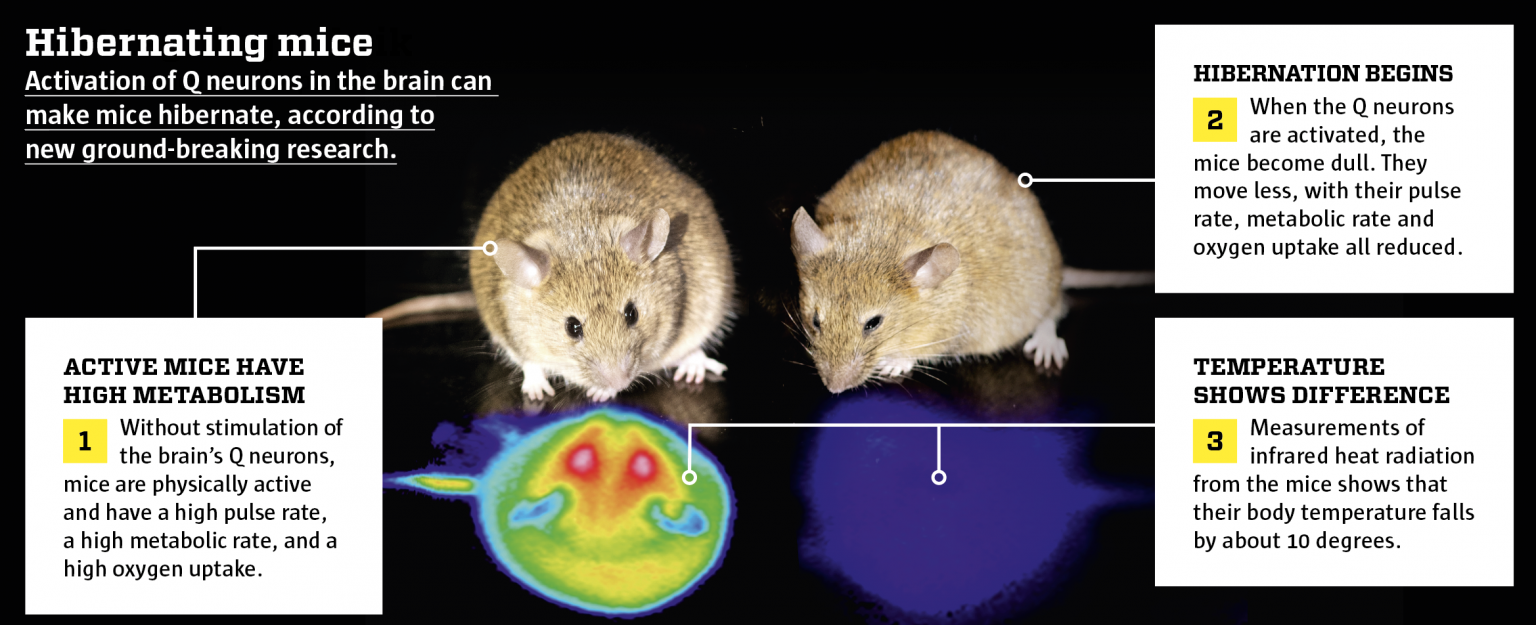 Teaching humans to hibernate Science Illustrated