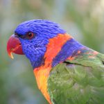 Lorikeets rule as 4.6 million birds are counted in 7 days