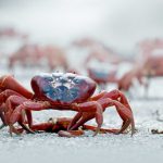 Why do Christmas Island crabs swarm every year?