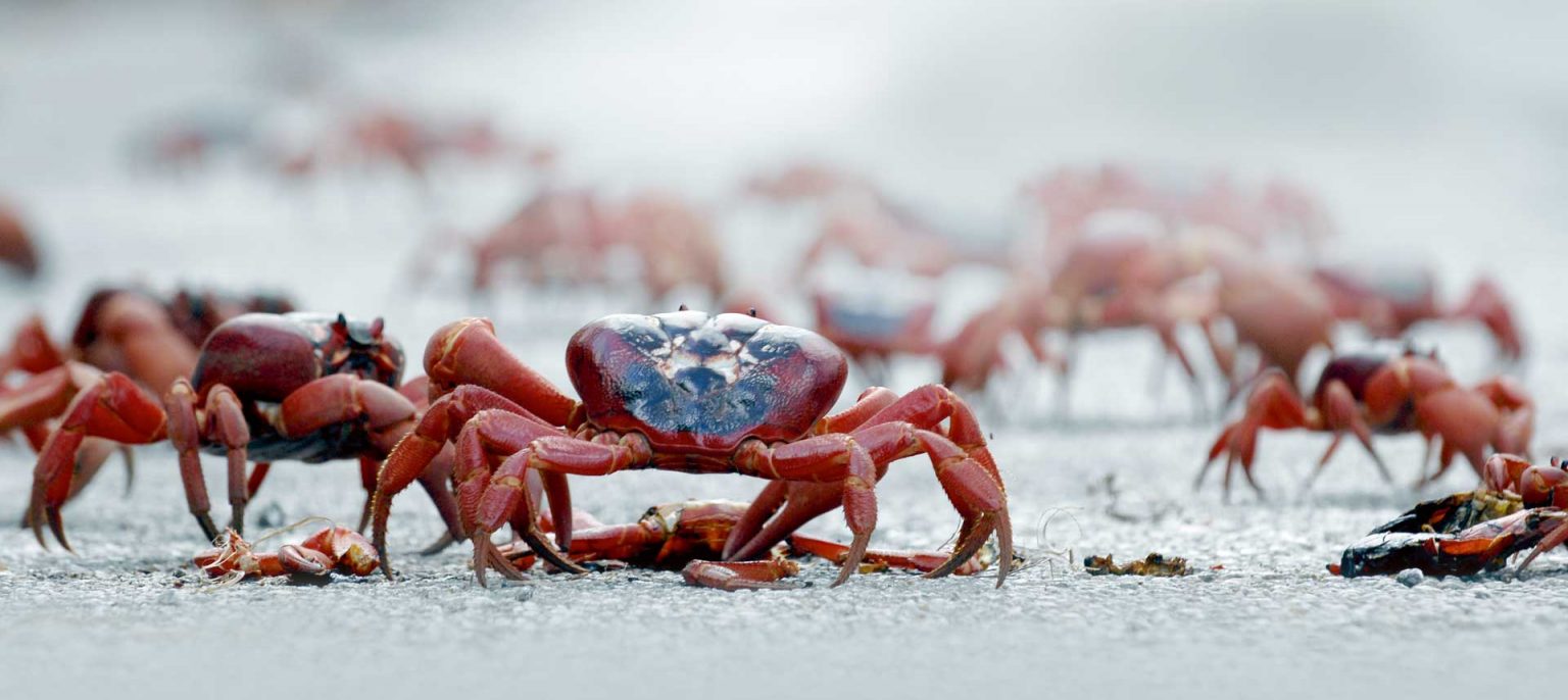 Why do Christmas Island crabs swarm every year? Science Illustrated