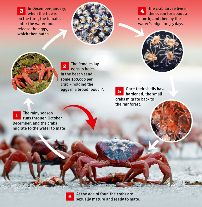 Why do Christmas Island crabs swarm every year?  Science Illustrated