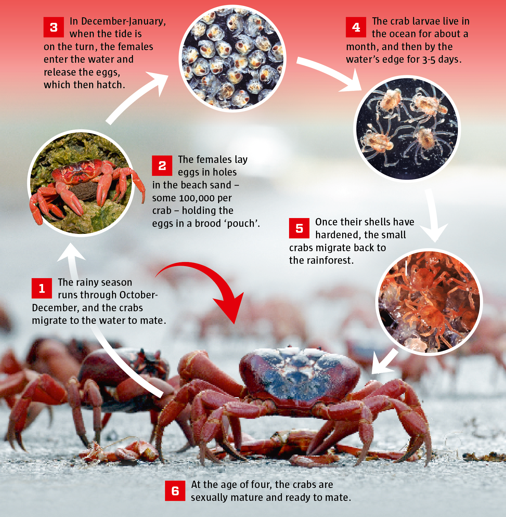 Christmas Island Red Crabs - Animals Of Oceania - WorldAtlas