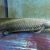 Aussie lungfish has largest animal genome known to science Aussie lungfish has largest animal genome known to science