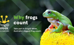 FrogIDweek