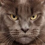 All cats are psychopaths