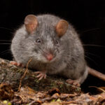 Reverse extinctions, Tasmanian tigers and smoky mice