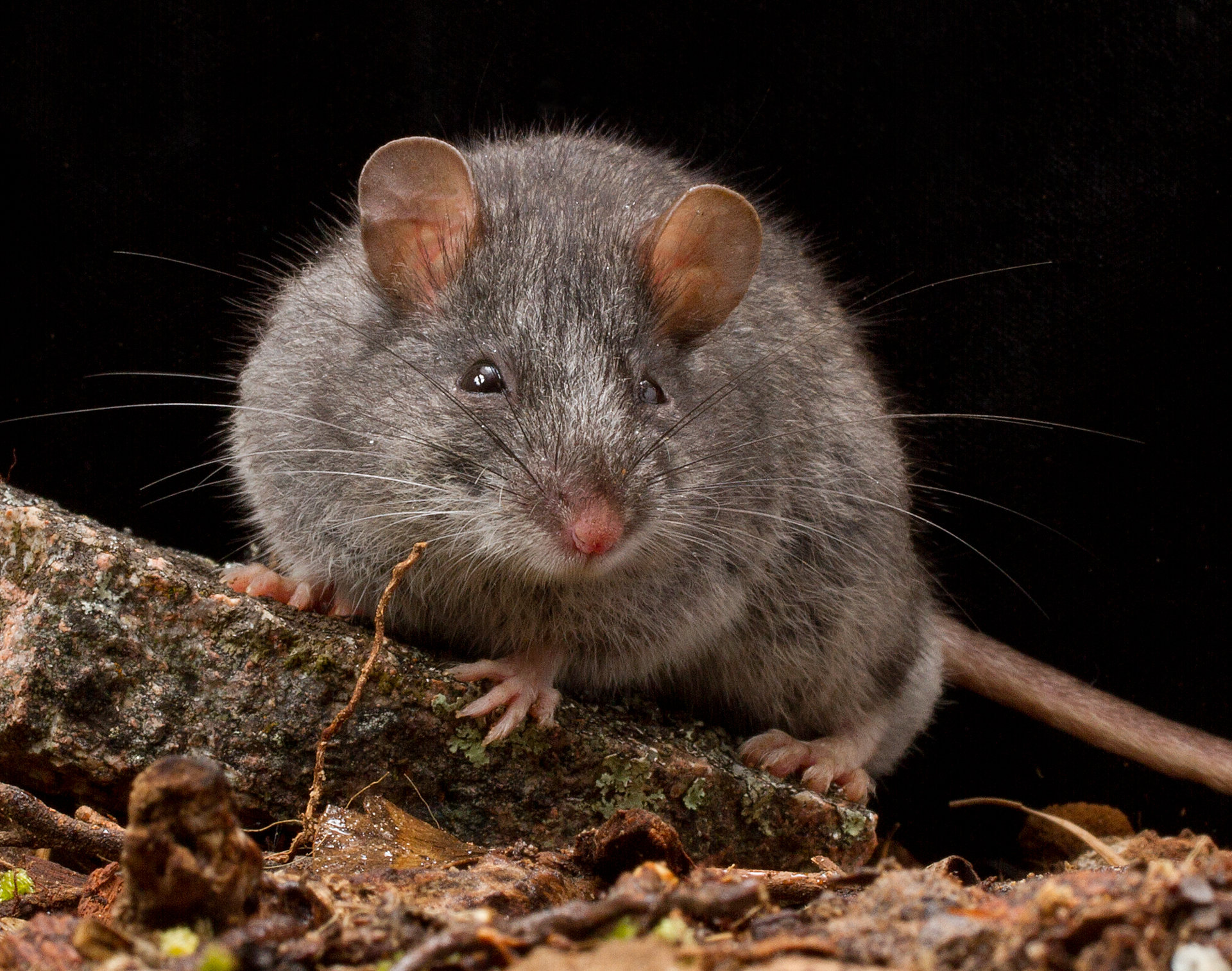Reverse Extinctions Tassie Tigers And Smoky Mice Science Illustrated