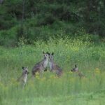 Do kangaroos form longterm relationships?